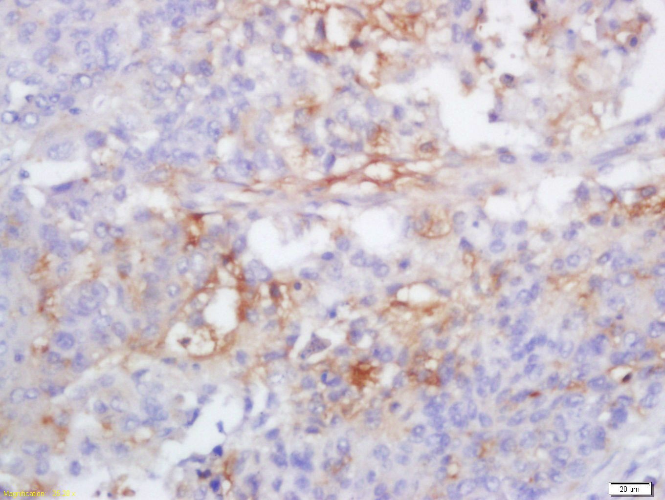 Anti-Caspase-1 p10 Polyclonal Antibody