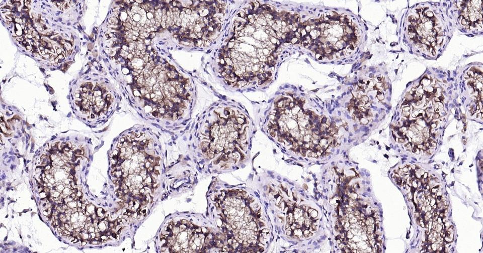 Beta-Tubulin Loading Control Antibody (8M945)