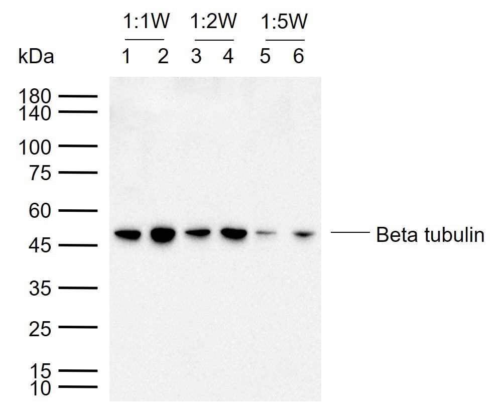 Beta-Tubulin Loading Control Polyclonal Antibody