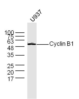 Anti-CCNB1 Polyclonal Antibody