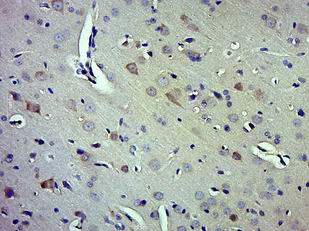 Anti-Caspase-1 p10 Polyclonal Antibody
