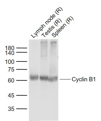 Anti-CCNB1 Polyclonal Antibody