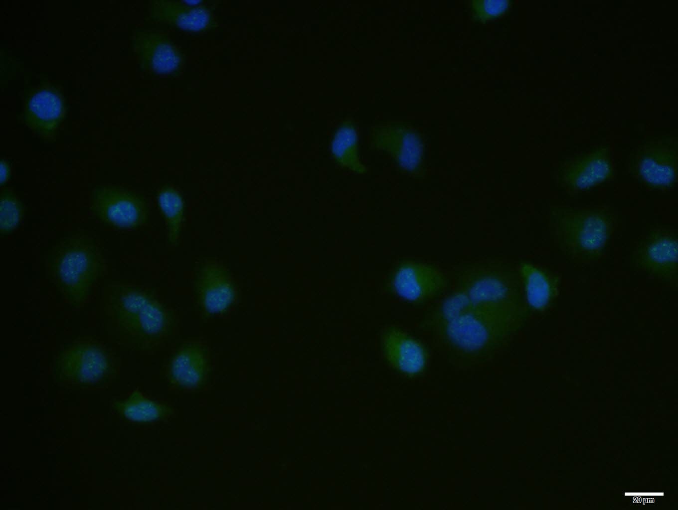 Anti-BCL2 Polyclonal Antibody 4