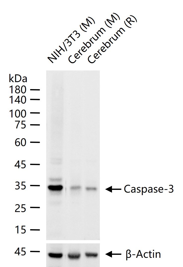 Anti-Caspase-3 Antibody (1B38)