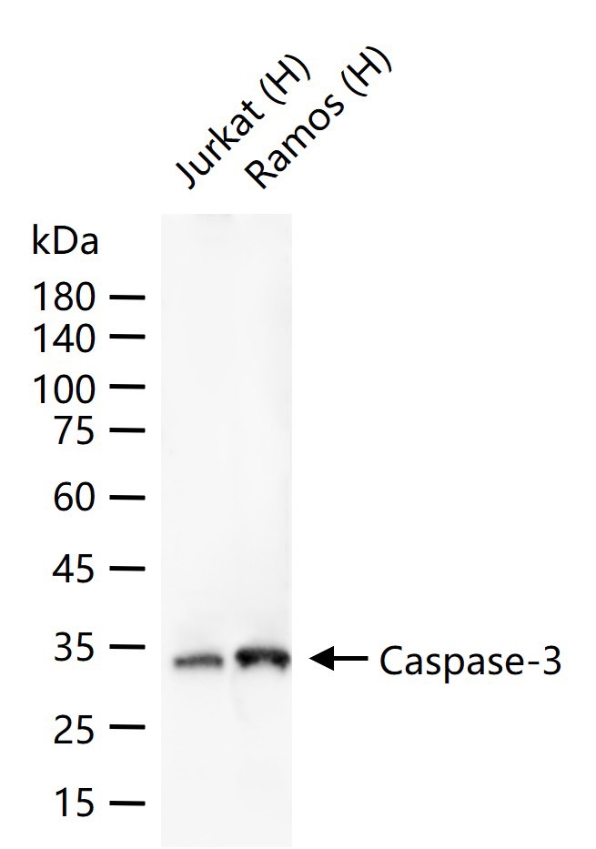 Anti-Caspase-3 Antibody (2P196)