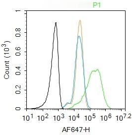 Anti-Caspase-1 p10 Polyclonal Antibody 2