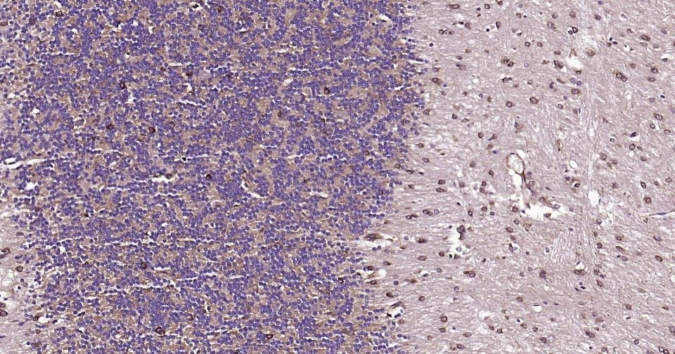 Anti-BDNF Antibody (1R78)
