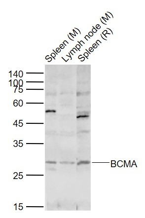 Anti-BCMA/TNFRSF17 Polyclonal Antibody