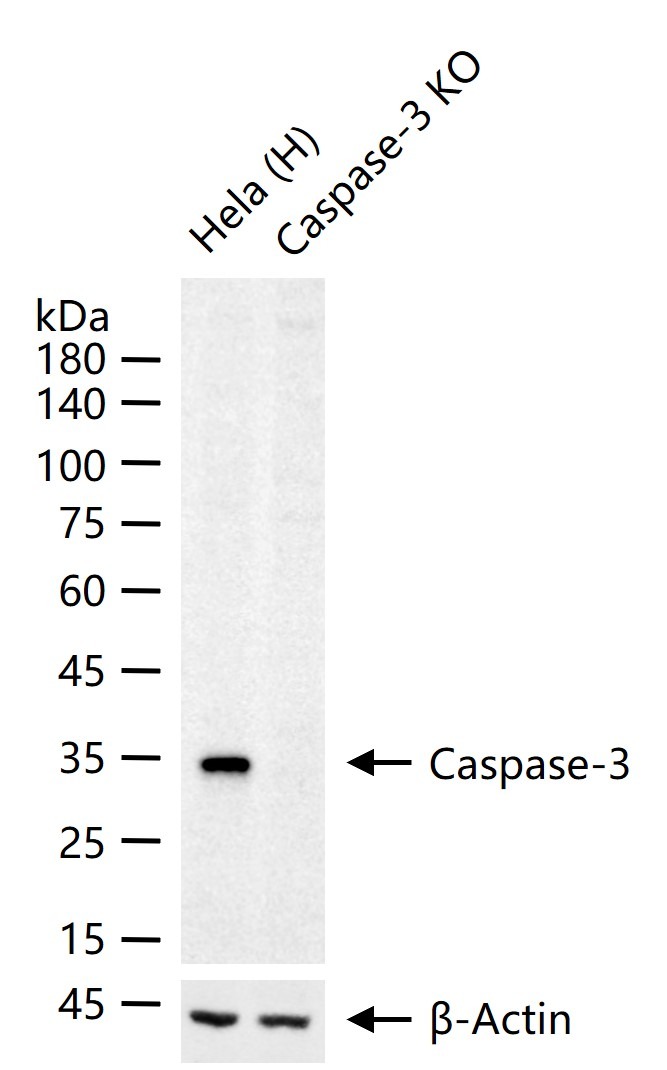 Anti-Caspase-3 Antibody (1B38)