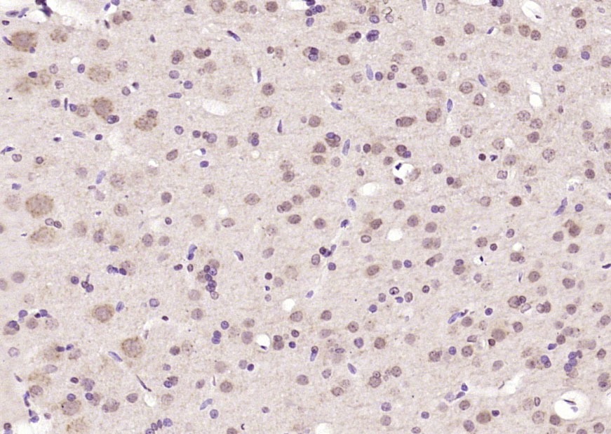 Anti-Caspase-12 Polyclonal Antibody