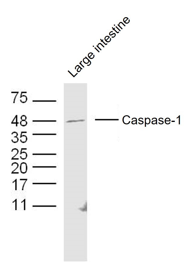 Anti-Caspase-1 p20 Polyclonal Antibody