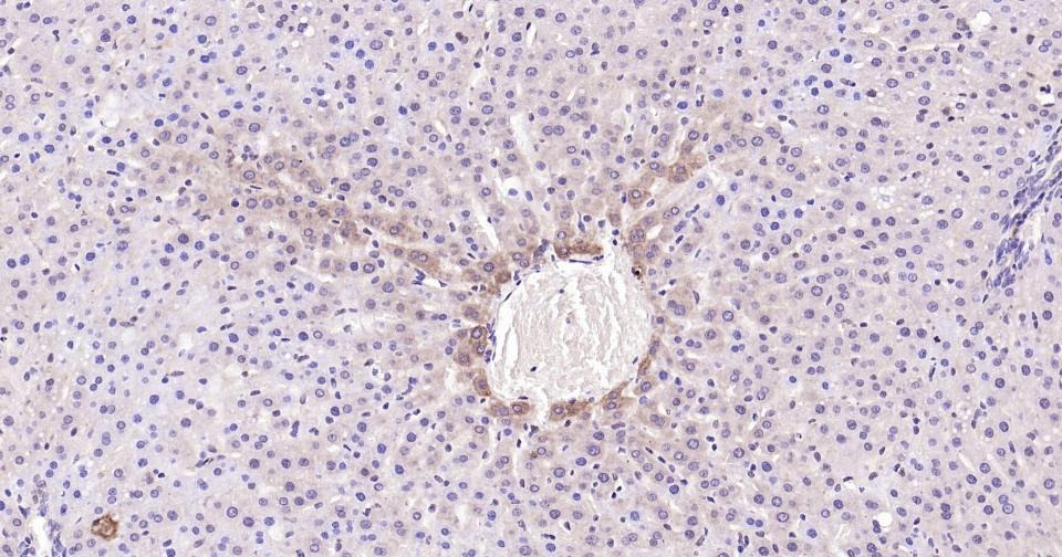 Anti-Caspase-3 Antibody (1B38)