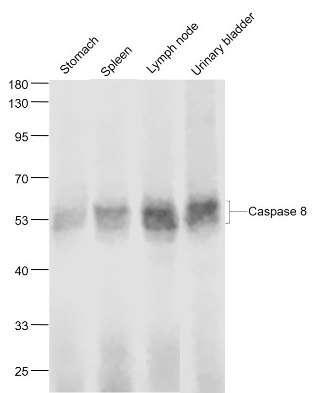 Anti-Caspase-8 Antibody (7P665)