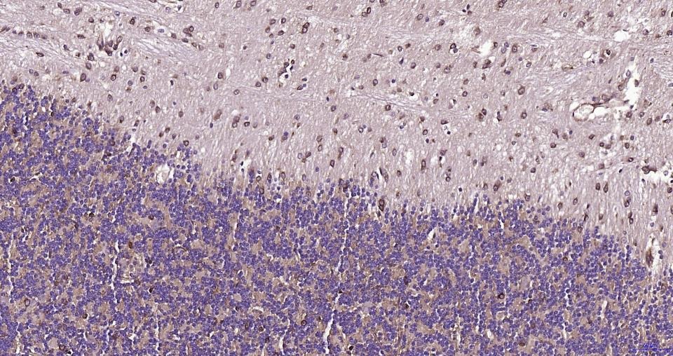 Anti-BDNF Polyclonal Antibody 3