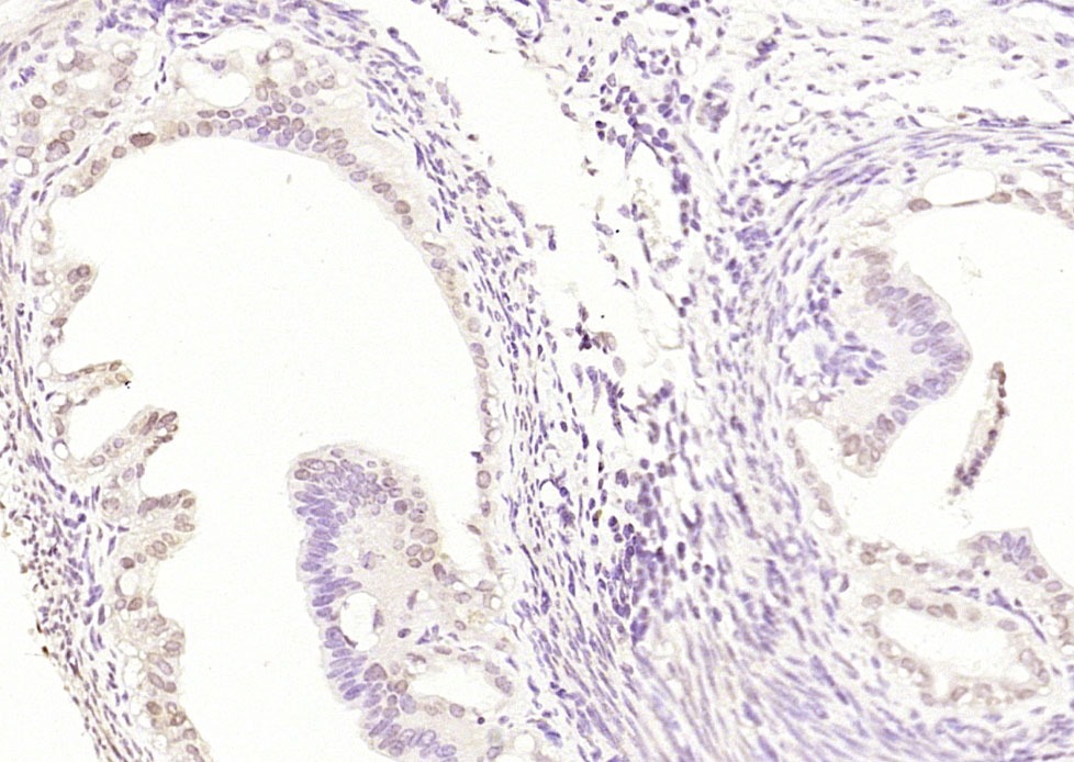 Anti-Caspase-12 Polyclonal Antibody