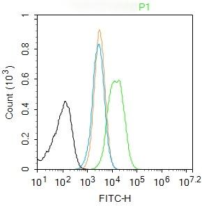 Anti-Caspase-1 p20 Polyclonal Antibody 2