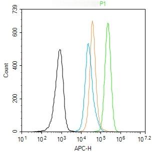 Anti-BCL-XL Polyclonal Antibody