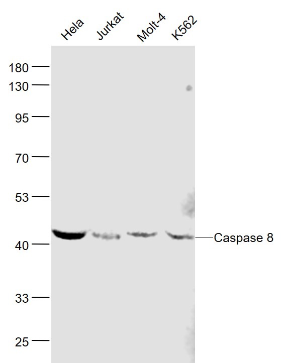 Anti-Caspase-8 Antibody (7P665)