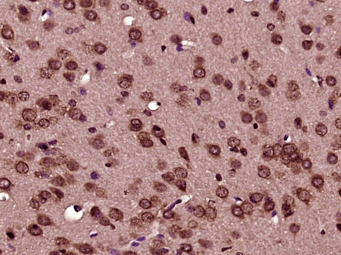 Anti-BCL-XL Polyclonal Antibody