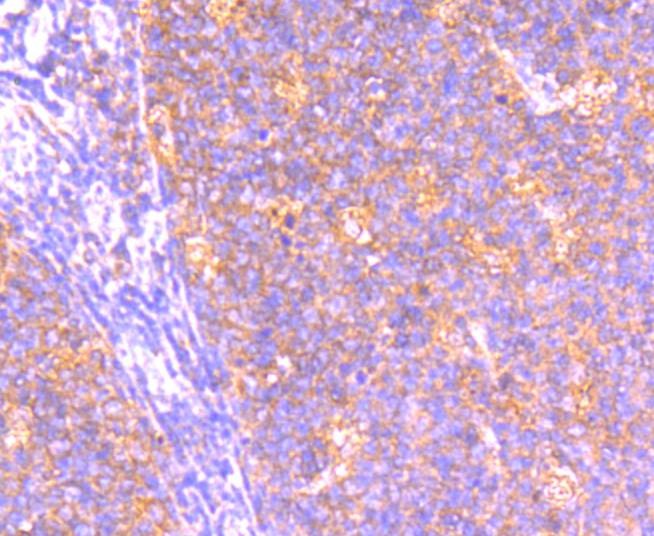 Anti-BCL2A1 Antibody (2U316)