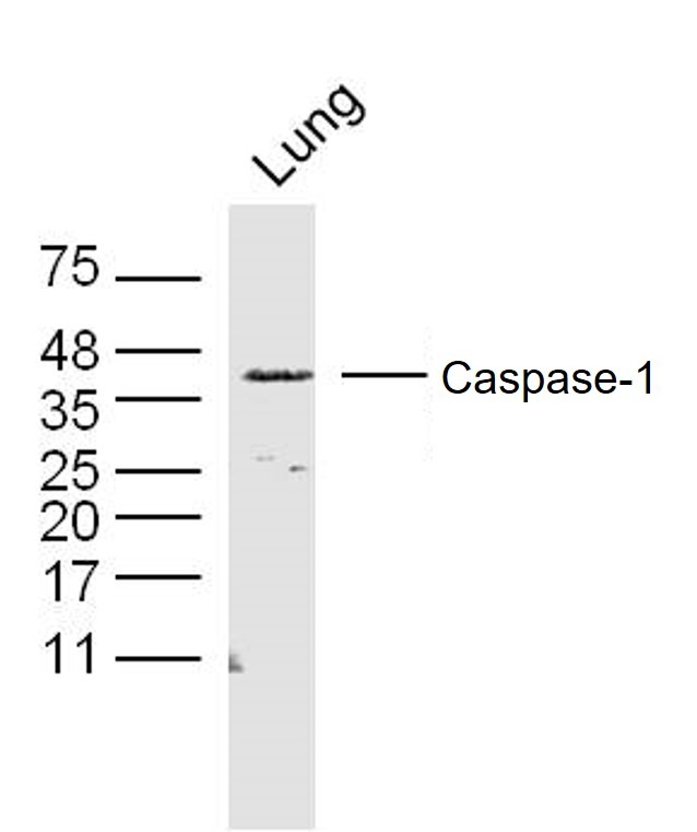 Anti-Caspase-1 p20 Polyclonal Antibody