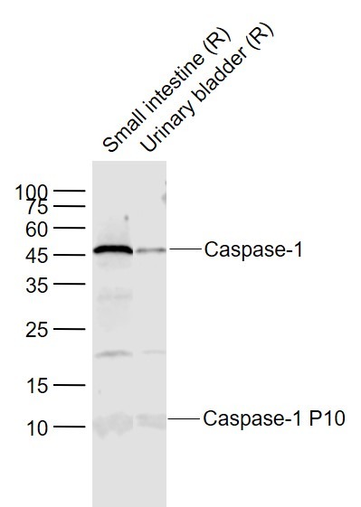 Anti-Caspase-1 p10 Polyclonal Antibody 2