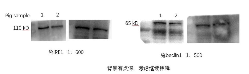 Anti-Beclin-1 Polyclonal Antibody