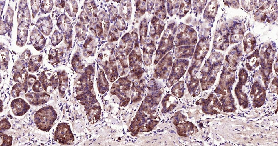 Anti-Beclin-1 Polyclonal Antibody