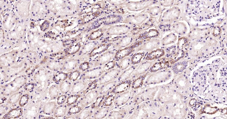 Anti-Beclin-1 Polyclonal Antibody