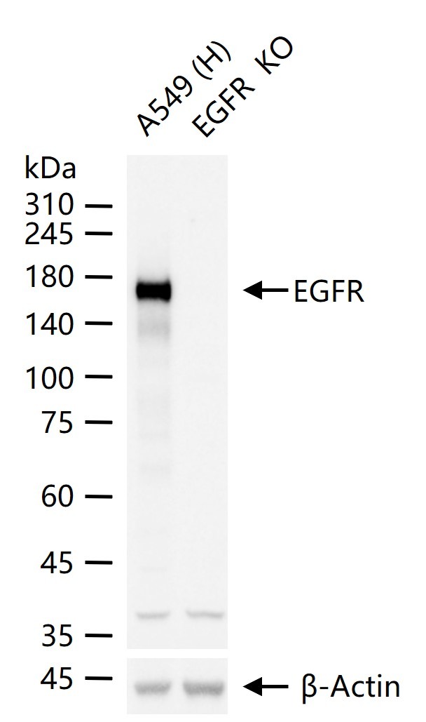 Anti-EGFR Polyclonal Antibody 3