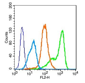 Anti-EGFR Polyclonal Antibody