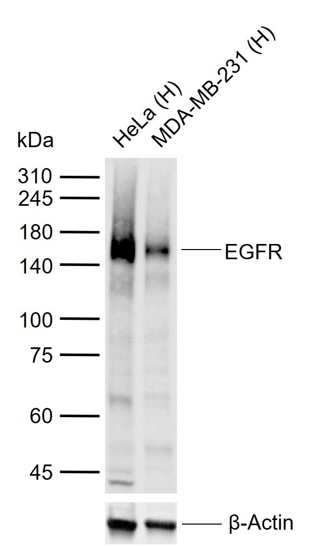 Anti-EGFR Polyclonal Antibody 3