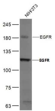 Anti-EGFR Polyclonal Antibody 2
