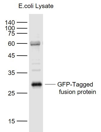 Anti-EGFP Polyclonal Antibody