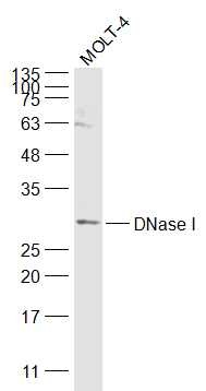 Anti-DNase I Polyclonal Antibody