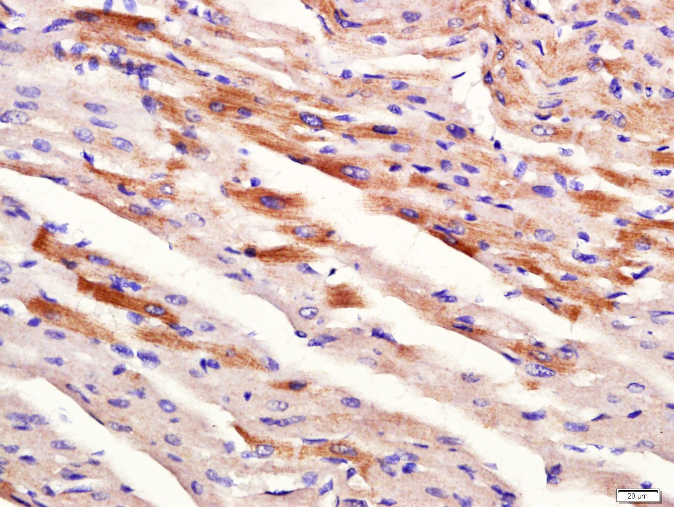 Anti-DMT1 Polyclonal Antibody