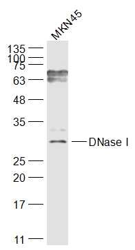Anti-DNase I Polyclonal Antibody