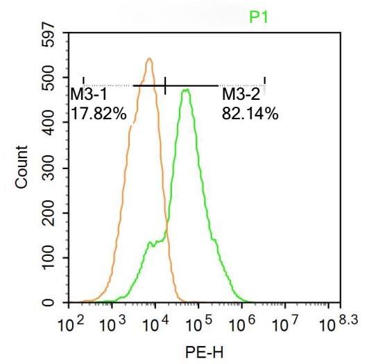 Anti-EGR1 Polyclonal Antibody