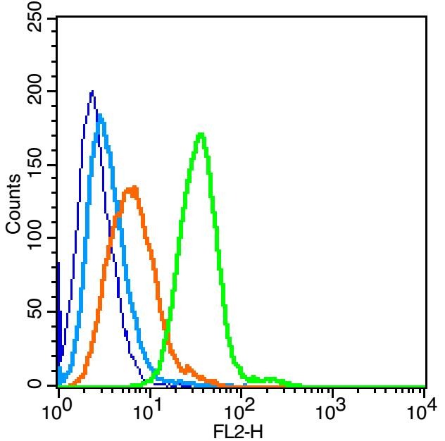 Anti-DPP4/CD26 Polyclonal Antibody