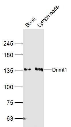 Anti-DNMT1 Polyclonal Antibody
