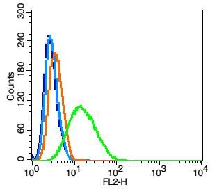 Anti-DRD1 Polyclonal Antibody