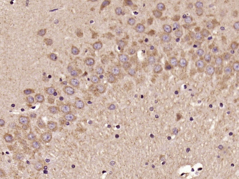 Anti-Elastin Polyclonal Antibody