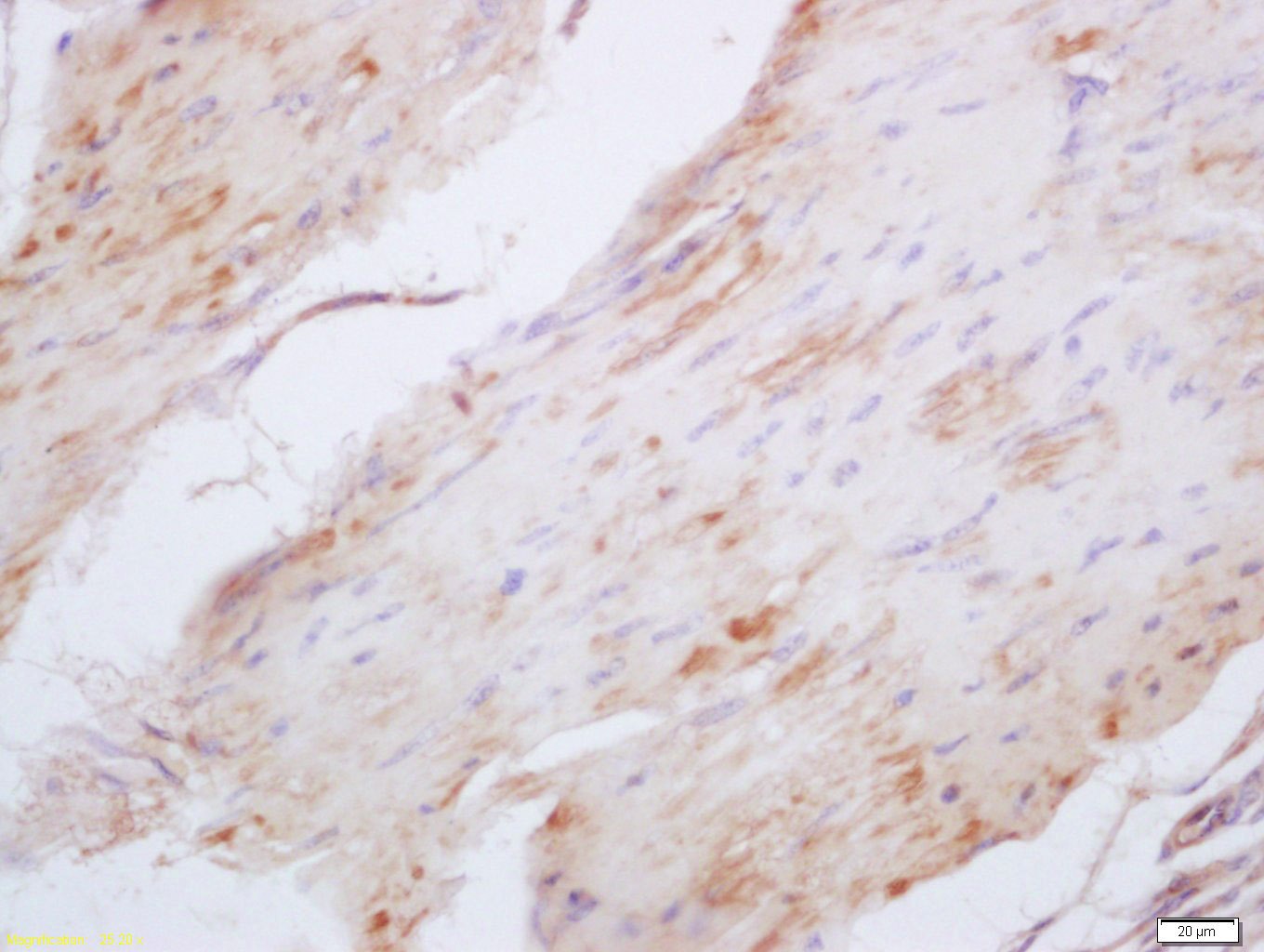 Anti-Elastin Polyclonal Antibody