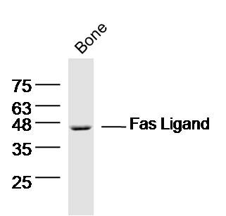 Anti-Fas Ligand Polyclonal Antibody