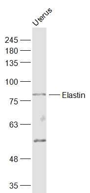 Anti-Elastin Polyclonal Antibody