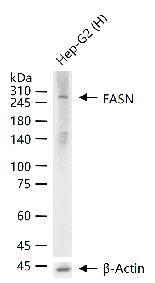 Anti-FASN Antibody (1K266)