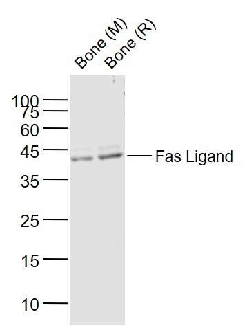 Anti-Fas Ligand Polyclonal Antibody