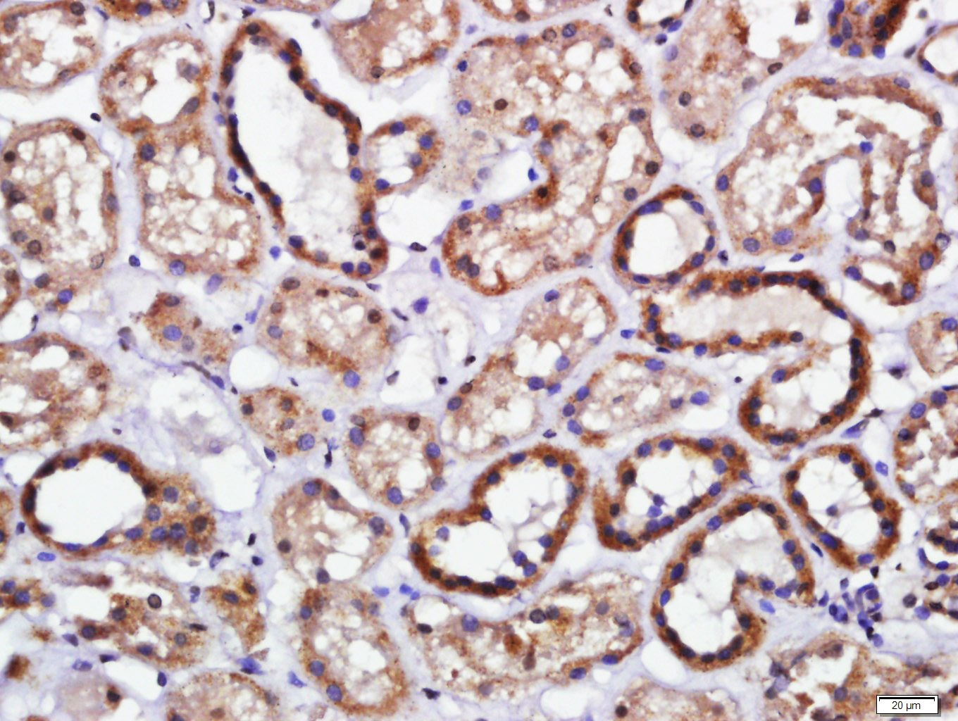 Anti-Endomucin Polyclonal Antibody
