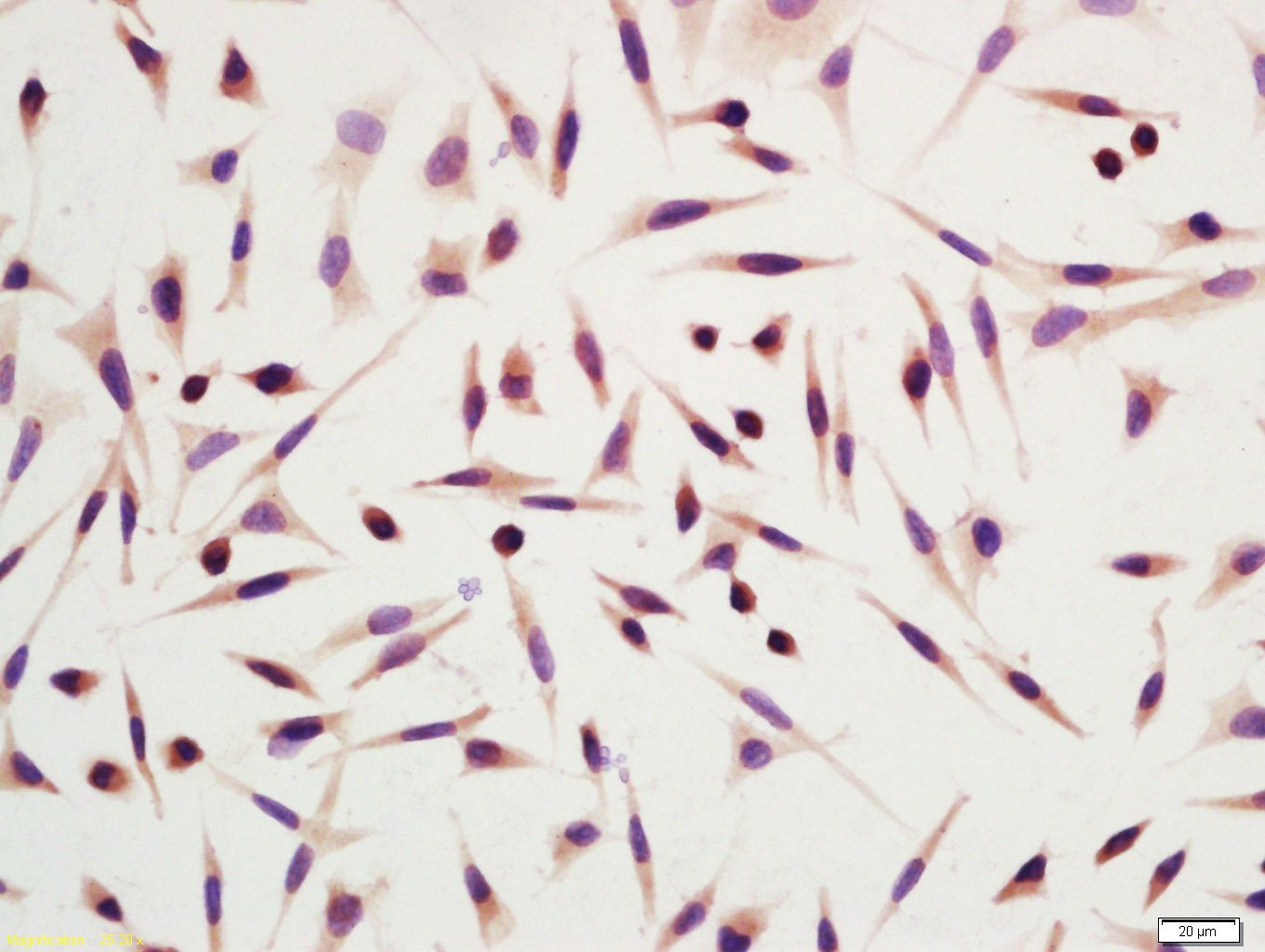 Anti-DRAM Polyclonal Antibody