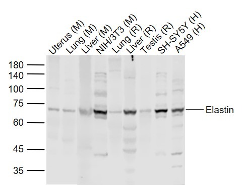 Anti-Elastin Polyclonal Antibody 2